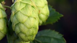 Did you know? Hops are versatile