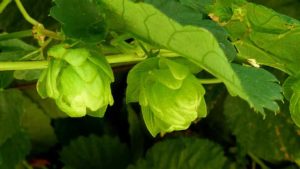 New hops varieties in Germany