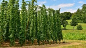 Ariana – a new special flavor hop variety from Germany